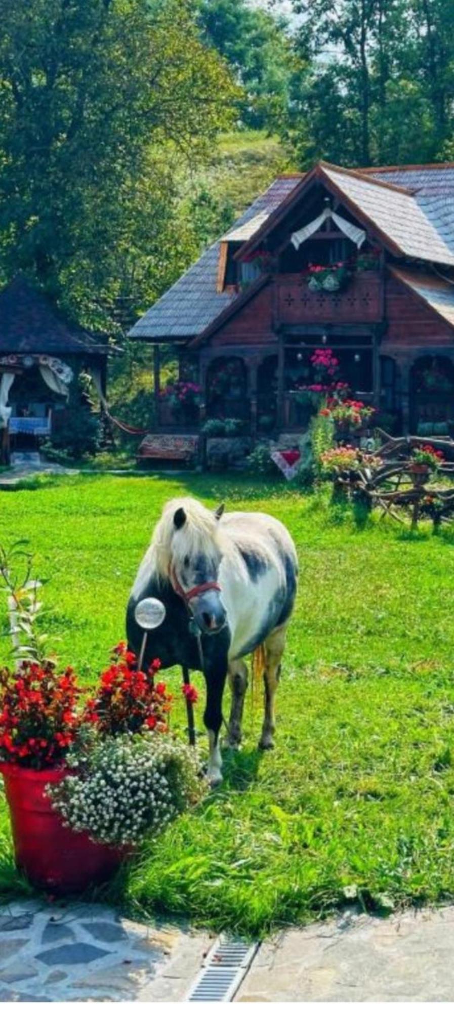 Pensiunea Rustic Oncesti Exterior foto
